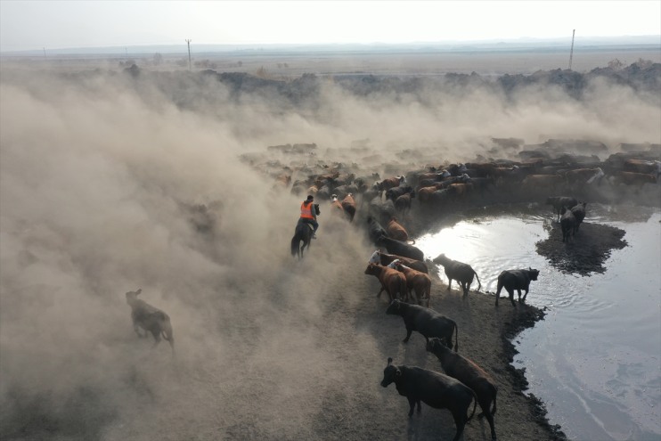 ediyor sürüleri Dağı