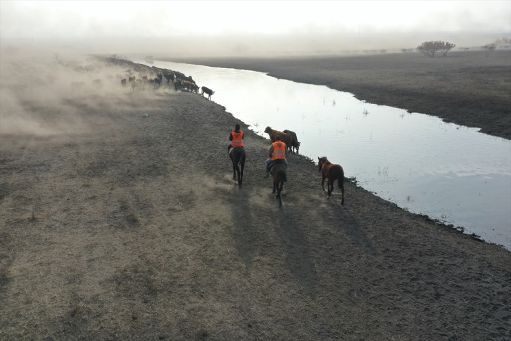 ediyor atlarıyla yılkı sürüleri eğittikleri kontrol kovboyları Dağı