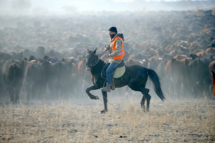 Ağrı eğittikleri sürüleri yılkı ediyor kovboyları kontrol atlarıyla Dağı