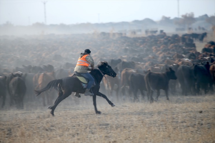 kovboyları ediyor sürüleri kontrol eğittikleri atlarıyla yılkı Ağrı Dağı