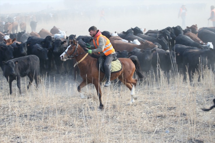 kovboyları eğittikleri atlarıyla yılkı Dağı