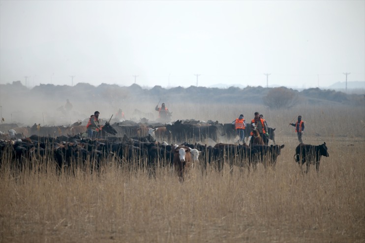 atlarıyla kontrol yılkı Dağı