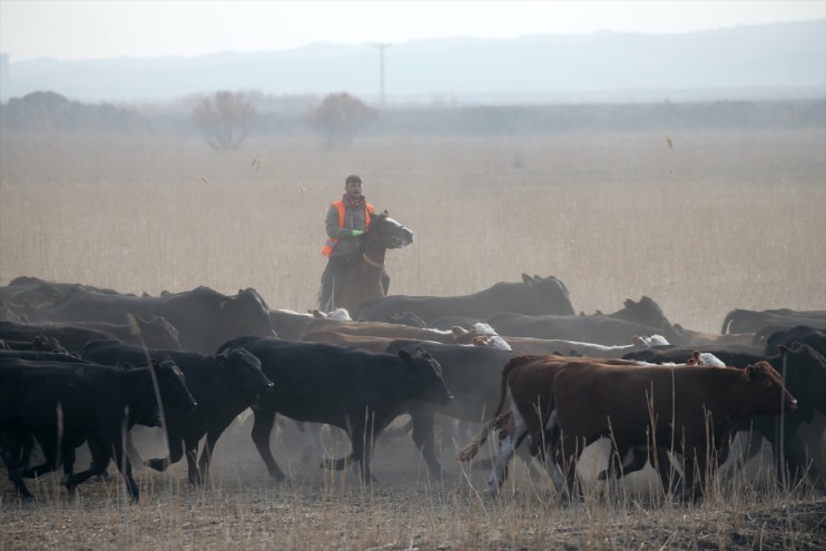 sürüleri kovboyları atlarıyla ediyor kontrol eğittikleri Ağrı yılkı Dağı