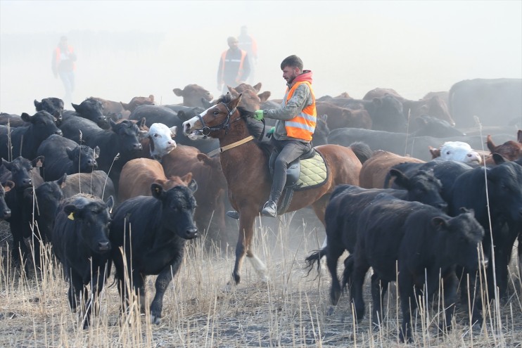 kovboyları Ağrı sürüleri yılkı kontrol atlarıyla eğittikleri ediyor Dağı