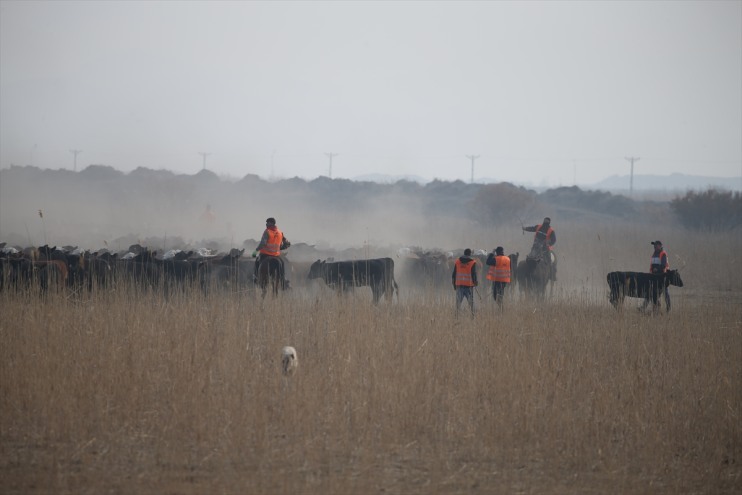 eğittikleri yılkı kontrol sürüleri kovboyları ediyor Ağrı atlarıyla Dağı