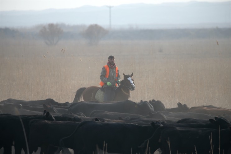 kovboyları sürüleri Dağı