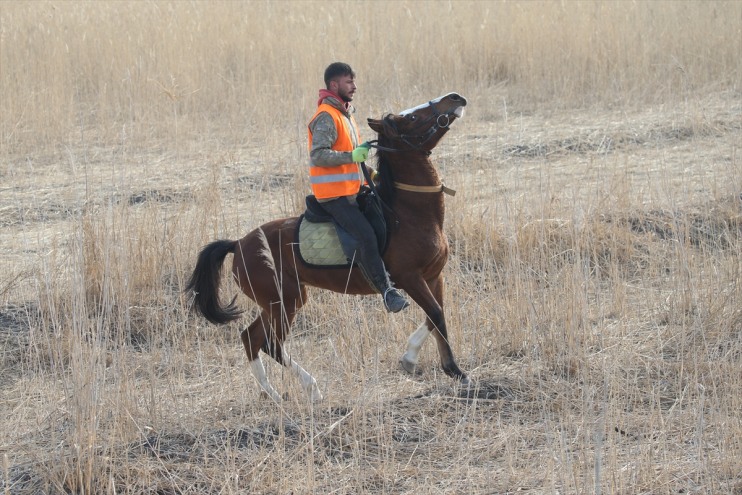 yılkı kovboyları kontrol sürüleri atlarıyla ediyor eğittikleri Ağrı Dağı