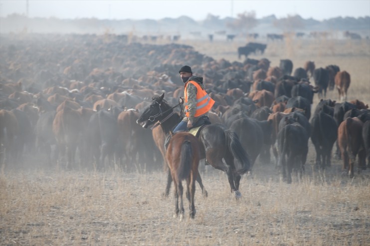 kovboyları eğittikleri kontrol Dağı