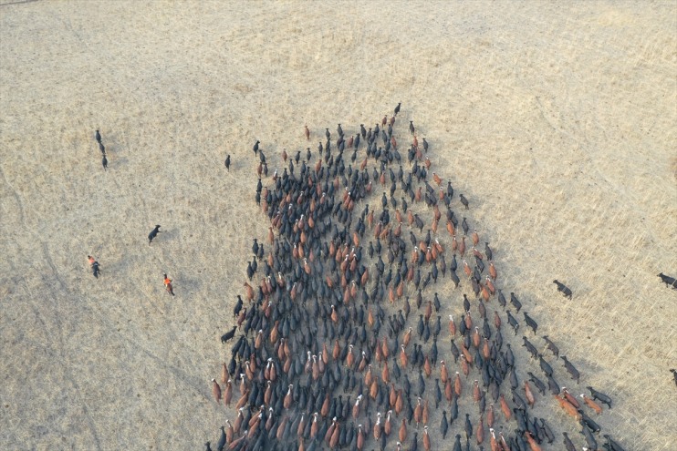 sürüleri atlarıyla eğittikleri Ağrı kovboyları yılkı kontrol ediyor Dağı