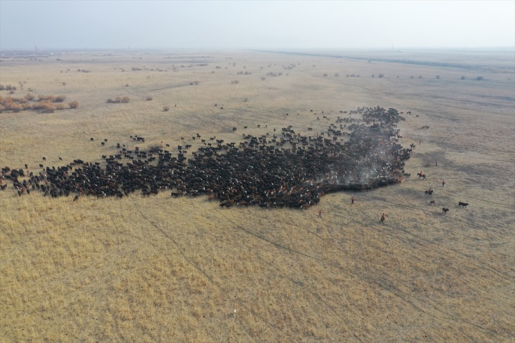 atlarıyla kovboyları sürüleri kontrol Ağrı Dağı