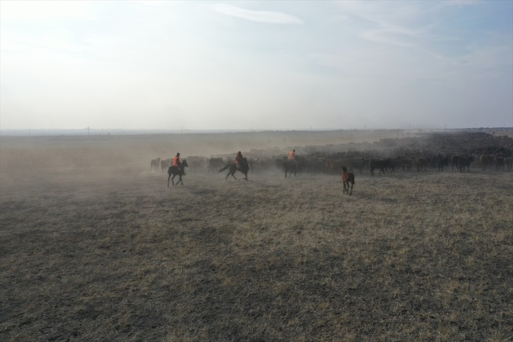 yılkı atlarıyla kontrol kovboyları Ağrı ediyor Dağı