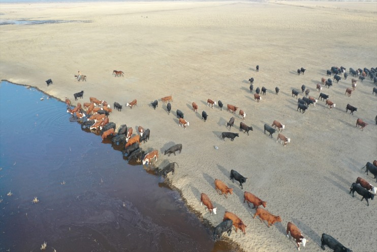 yılkı kontrol eğittikleri kovboyları atlarıyla ediyor sürüleri Ağrı Dağı