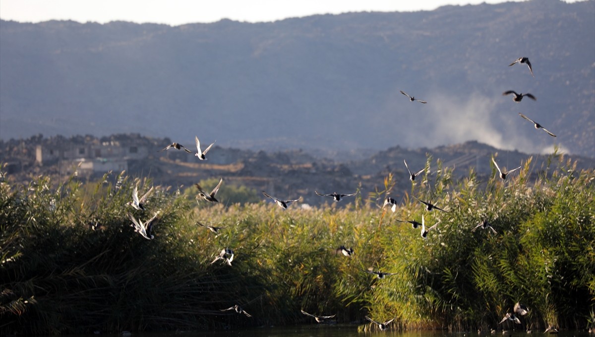 Aras Kuş Cenneti'nde 2025'te 11 bin 298 kuş halkalandı