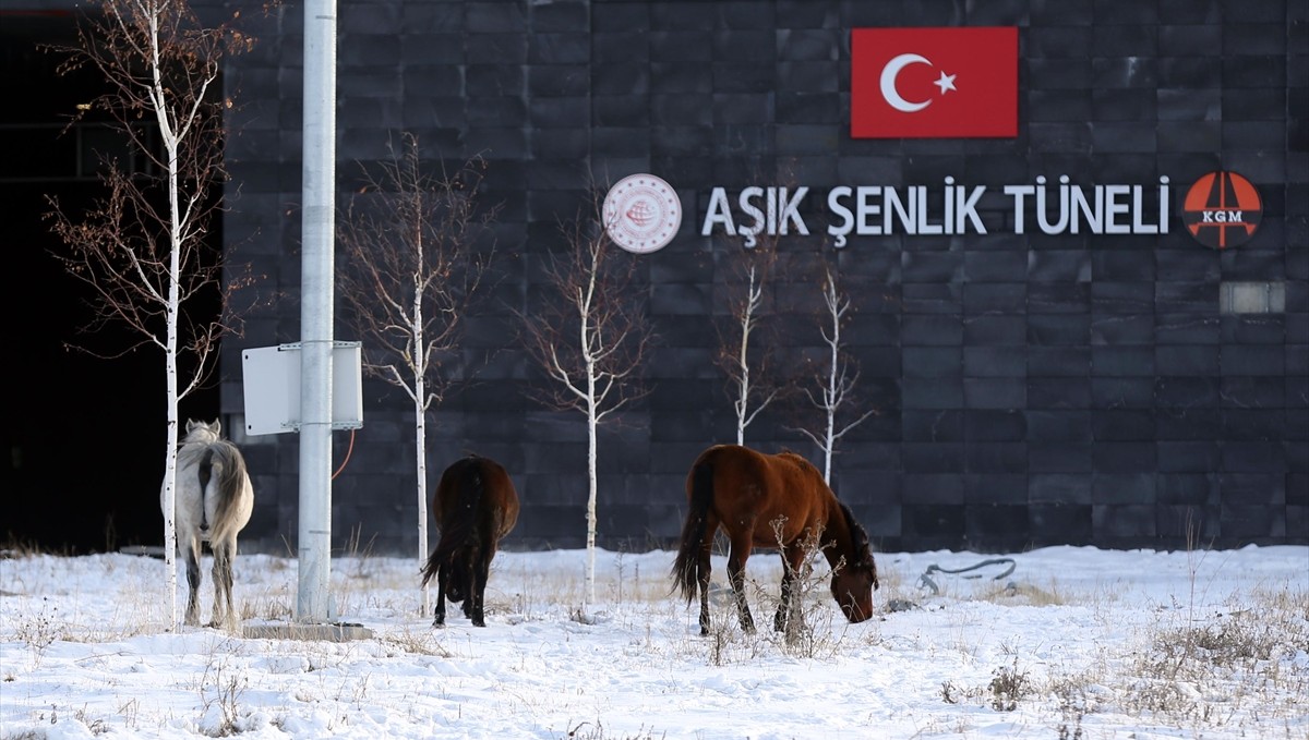 Ardahan'da Aşık Şenlik Tüneli'nde yılkı atları görüntülendi