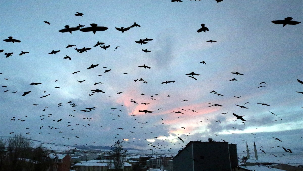 Ardahan'da gün batımında kuşların gökyüzündeki dansı görüntülendi
