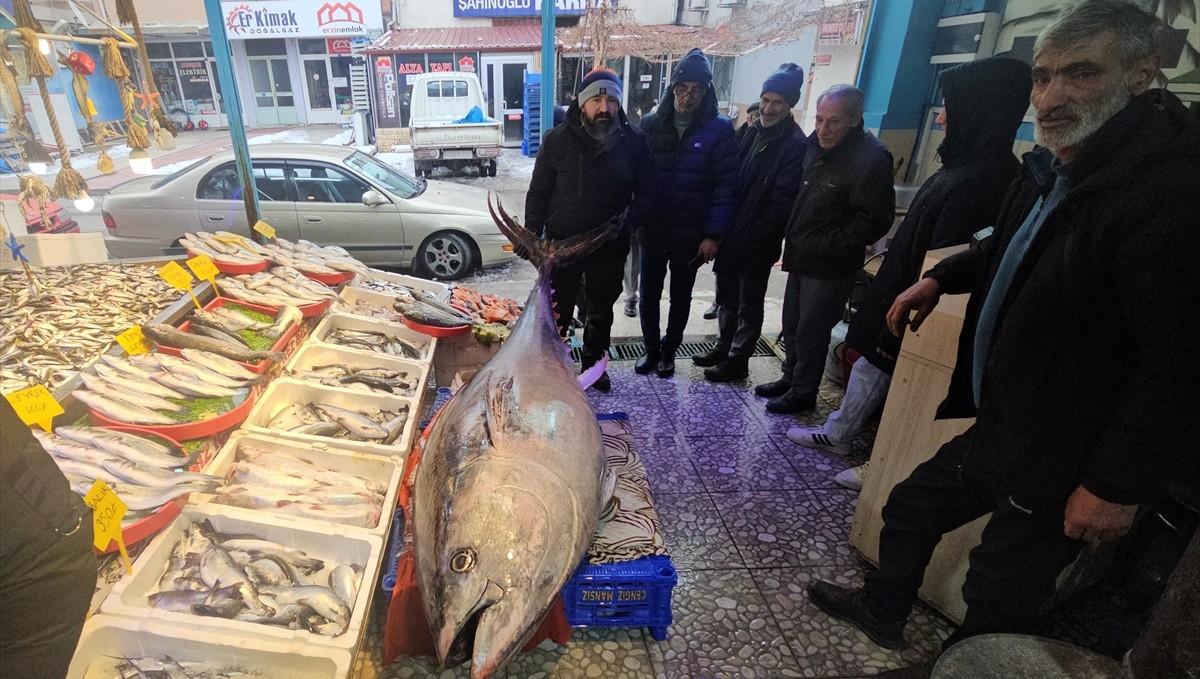 Atlantik Okyanusu'nda tutulan 287 kilogramlık orkinos vatandaşların ilgi odağı oldu