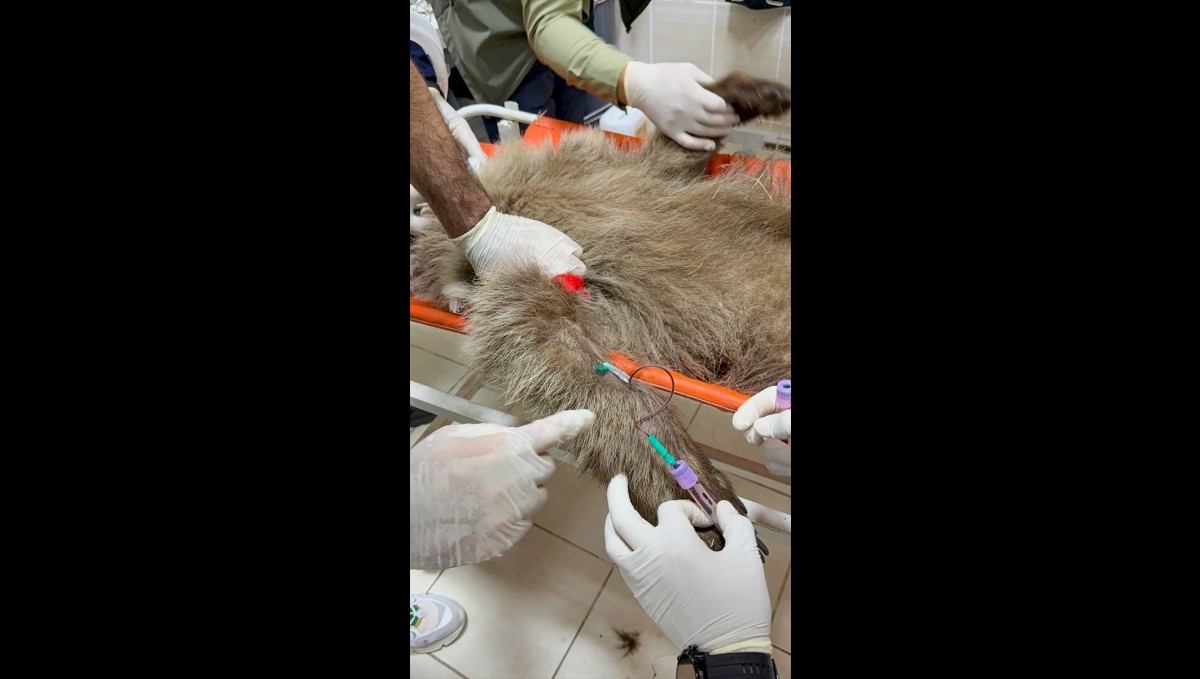 Ayı yavrusu "Umut"a ateş eden kişinin izi mermi çekirdeğiyle sürülecek