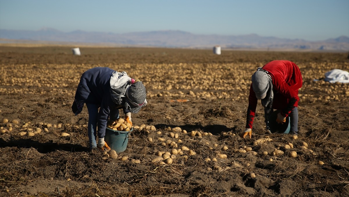 Doğu'nun "patates havzası" Bitlis'te hummalı hasat mesaisi