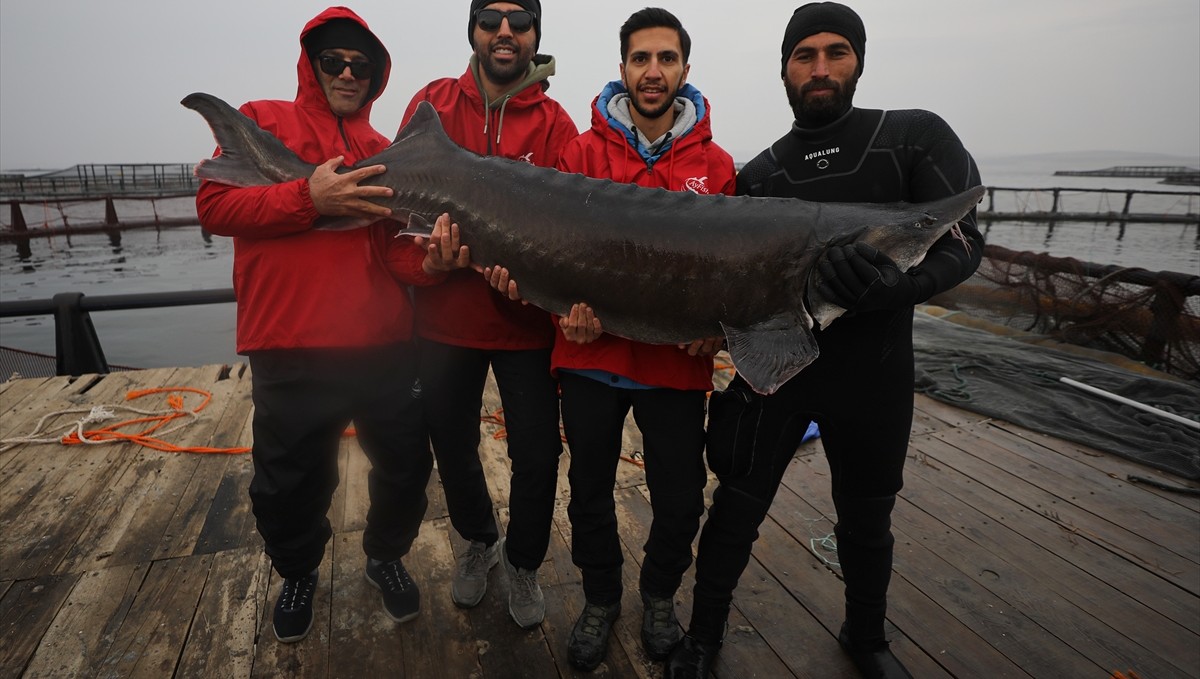 Elazığ'daki tesis mersin balığı yetiştiriciliğiyle havyarda üretim üssü olmak için çalışıyor
