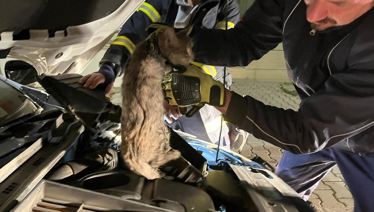 Erzincan'da aracın motor kısmına sıkışan kediyi itfaiye kurtardı