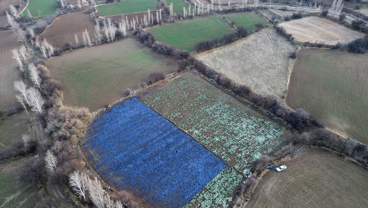 Erzincan'da mikroklima avantajıyla kış mevsiminde de açık alanda sebze yetiştiriliyor
