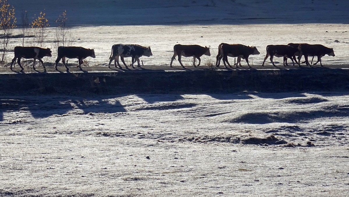 Erzurum, Kars, Ardahan, Ağrı ve Tunceli'de kar yağışı etkili oldu