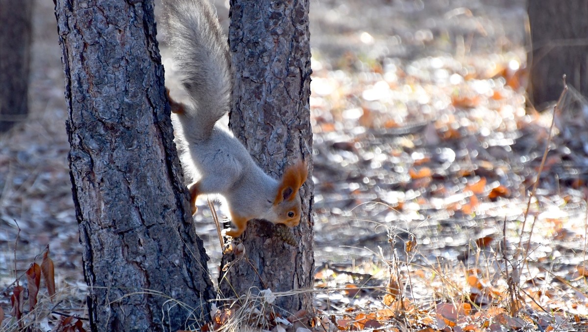Erzurum, Kars, Ardahan ve Tunceli'de kar yağışı yerini soğuk havaya bıraktı