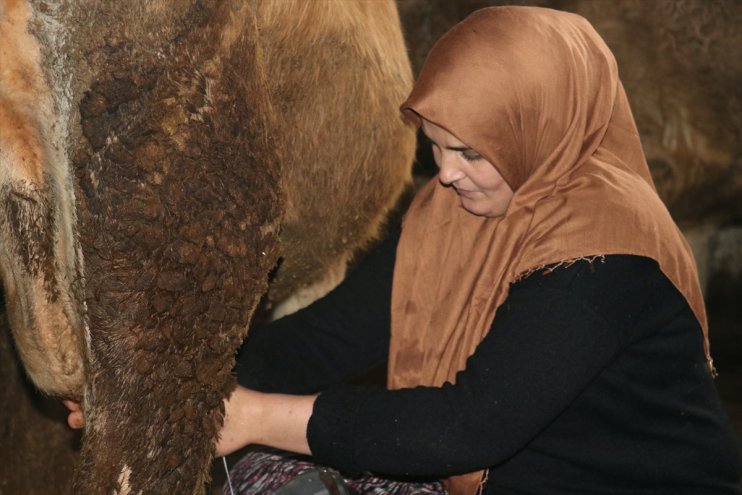 Gelin gittiği Ağrı