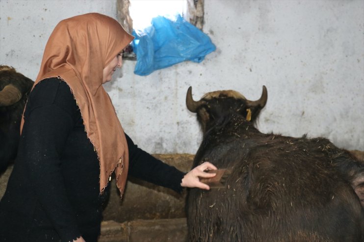 Gelin gittiği Ağrı
