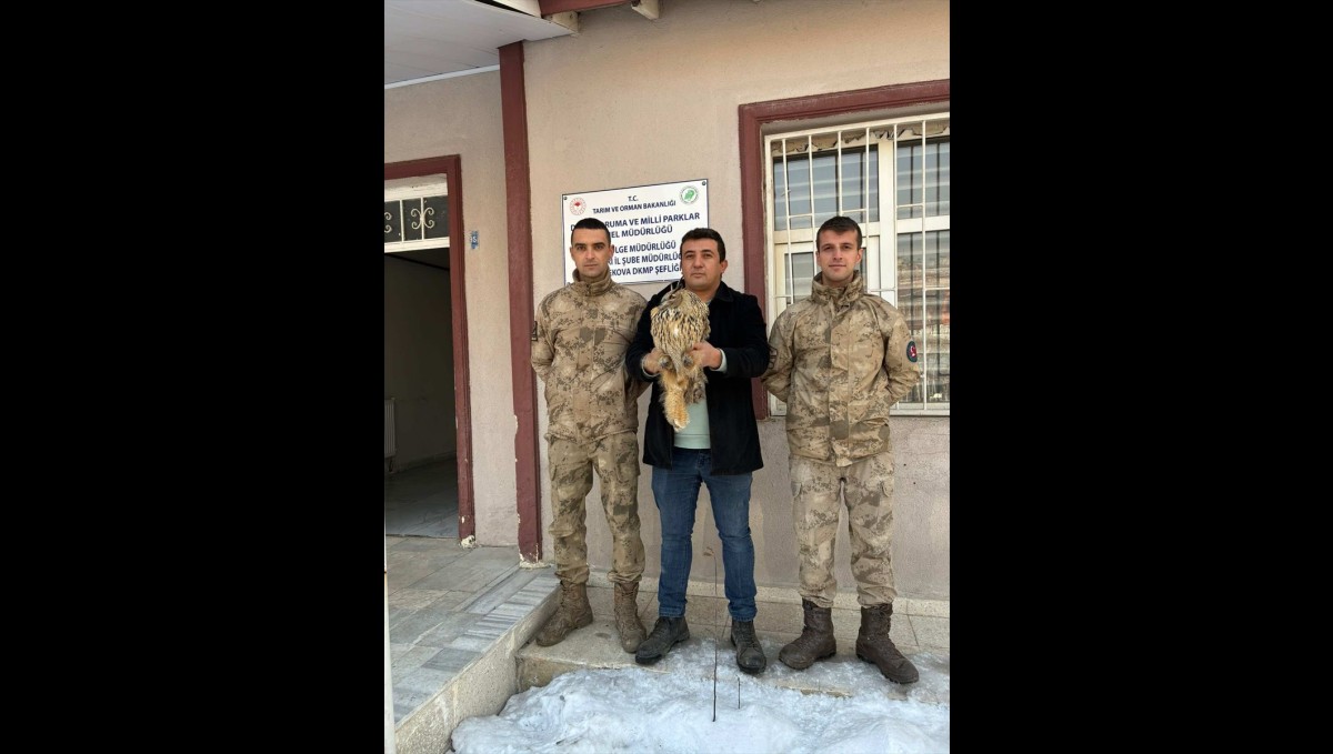 Hakkari'de jandarmanın bulduğu yaralı puhu tedaviye alındı