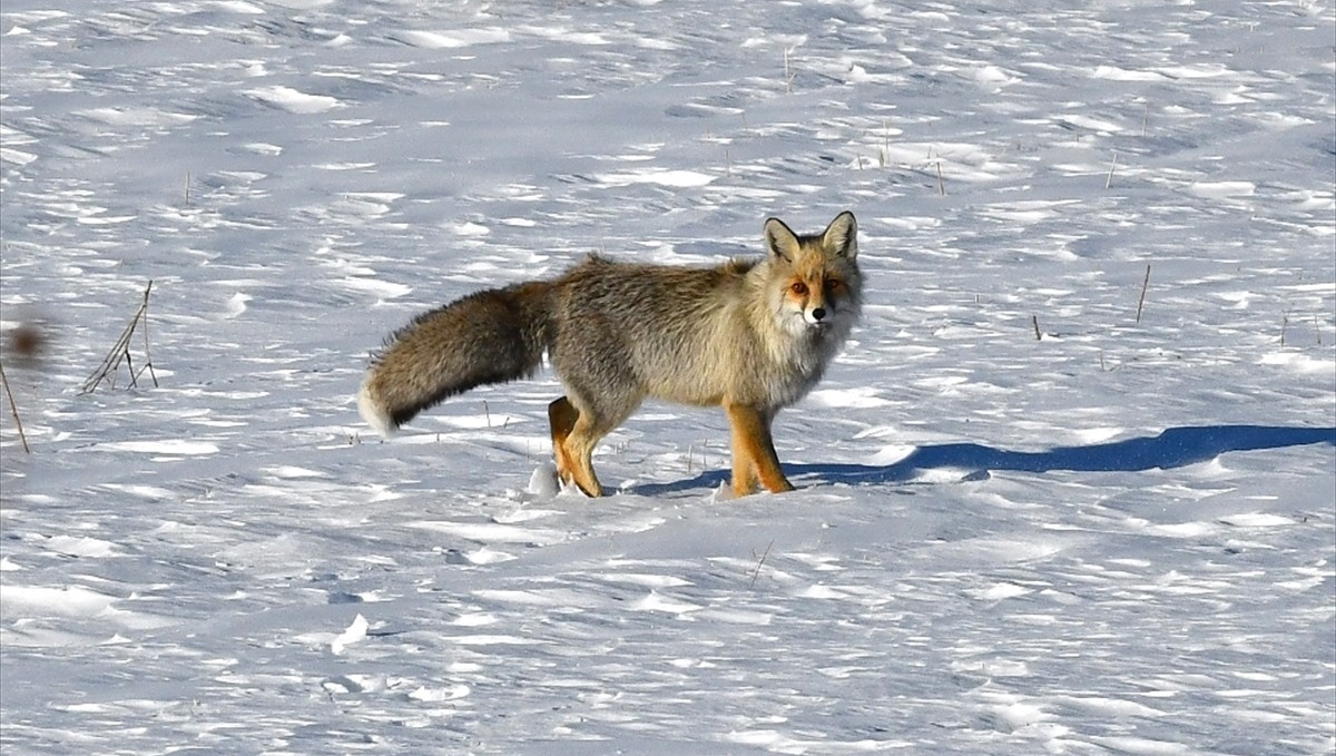 Karlı doğada kızıl tilki ile nadir görülen paçalı şahin görüntülendi