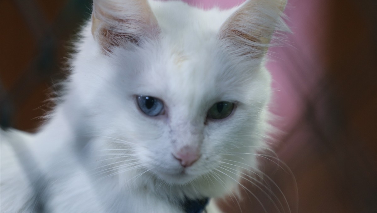 Koruma altındaki Van kedileri bu yıl 120 yavru doğurdu