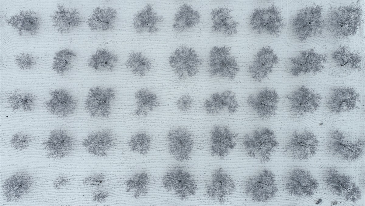 Malatya'da kayısı bahçeleri beyaz örtüyle kaplandı