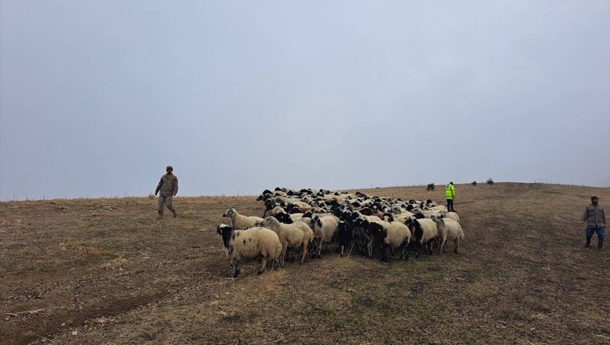 Muş'ta kaybolan 200 küçükbaş hayvan jandarma ekiplerince bulundu