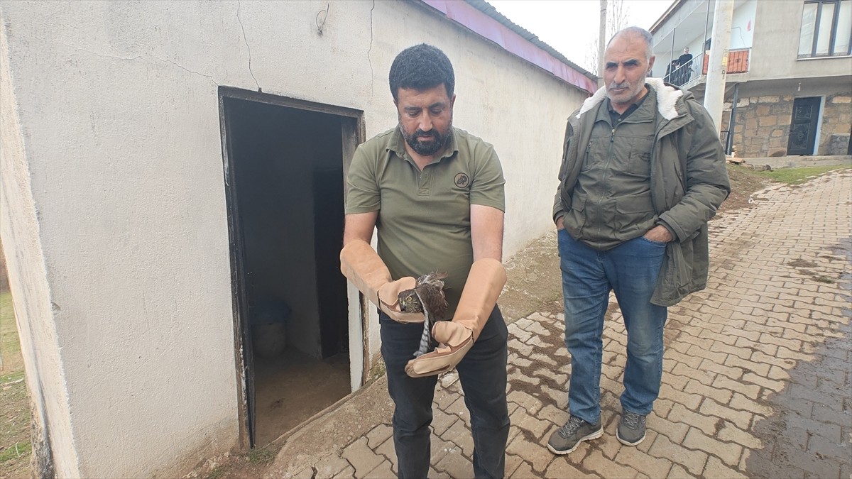 Muş'ta yaralı bulunan atmaca koruma altına alındı