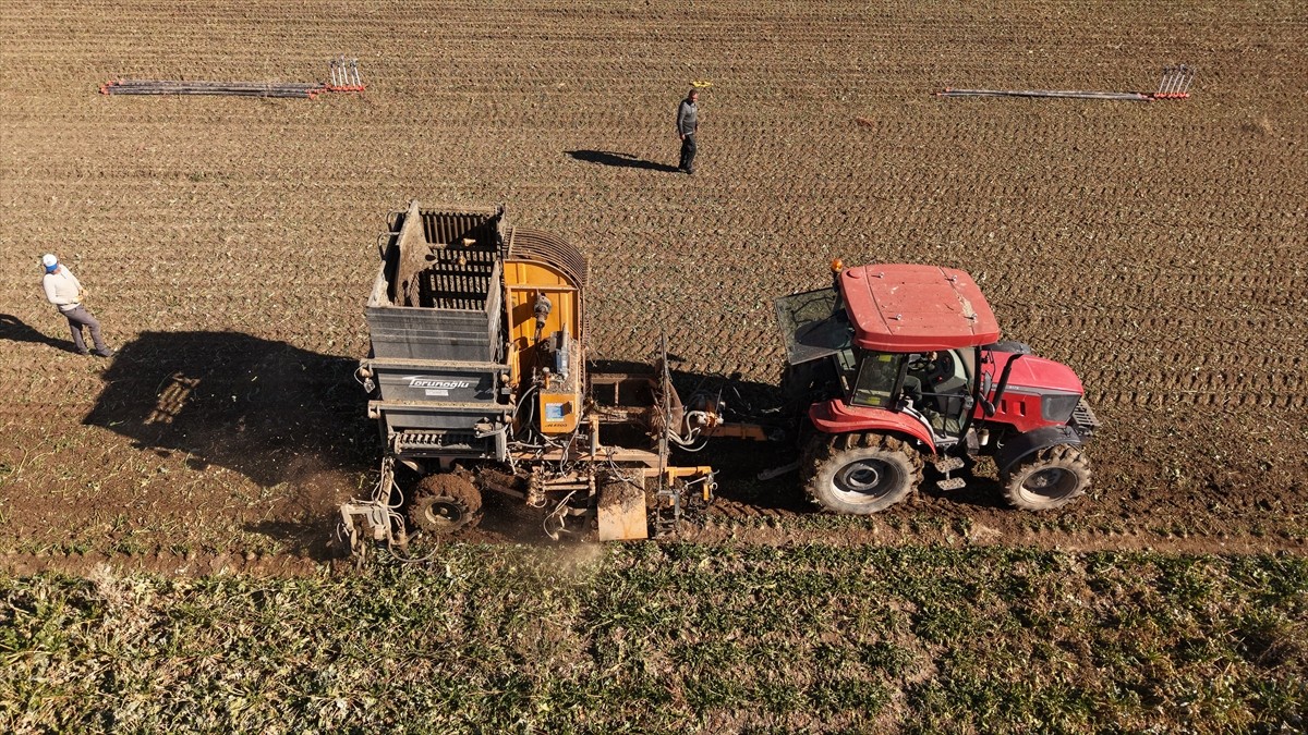 Muş ve Van'daki fabrikalarda 76 bin 10 ton şeker üretimi hedefleniyor