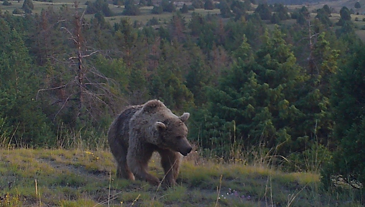 Sarıkamış ormanlarındaki yaban hayatı 19 yıldır yakın takipte
