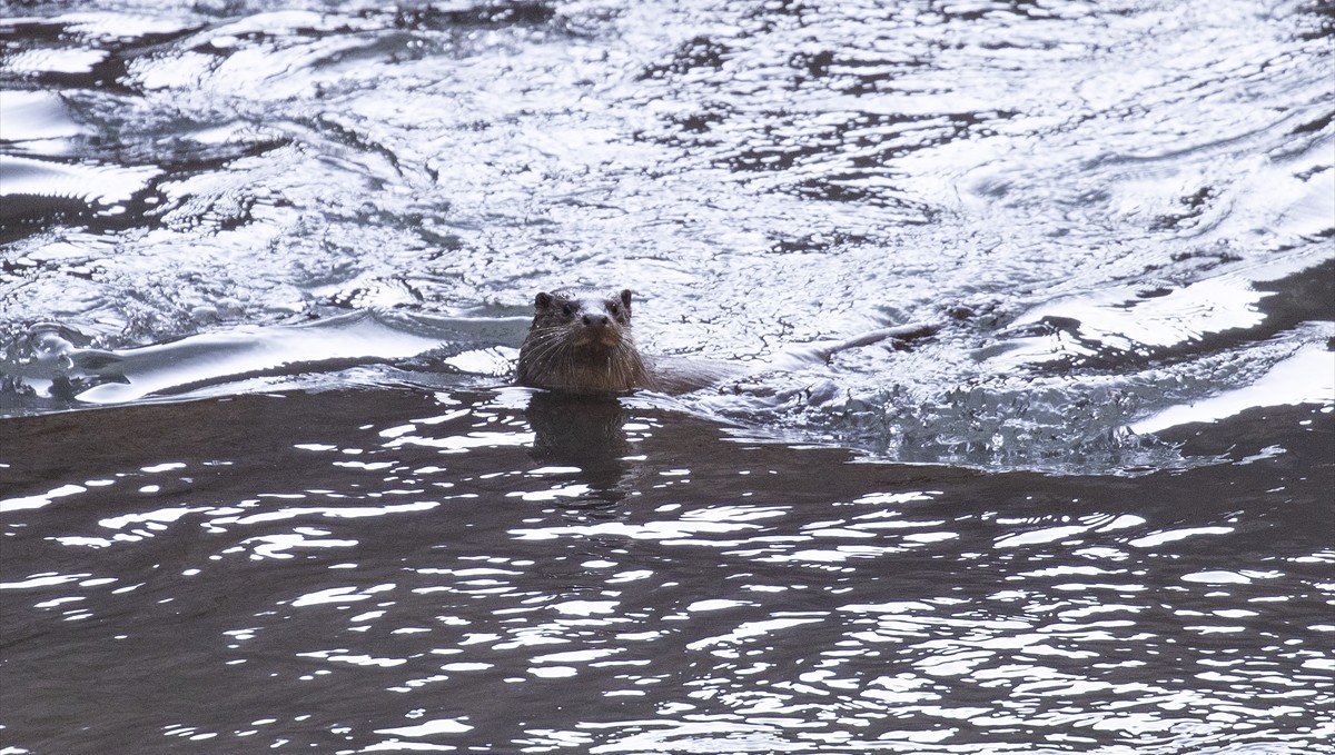 Tunceli'de nesli tehlike altındaki su samuru görüntülendi