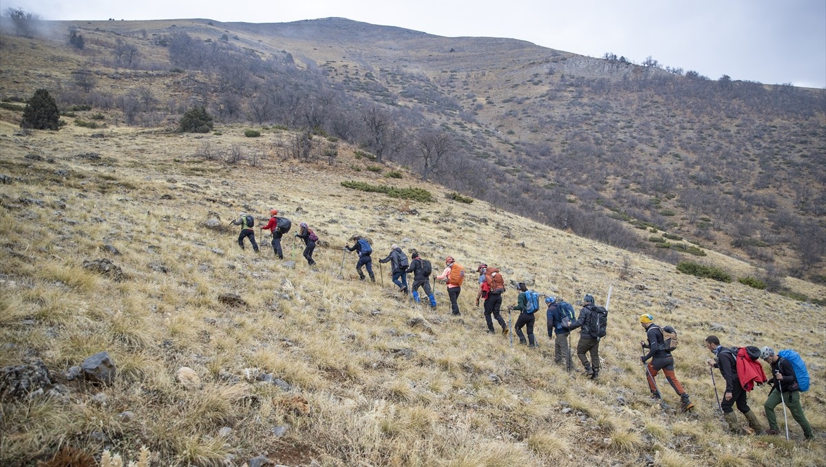 Tunceli doruklarında dağcıları ender görülen çengel boynuzlu dağ keçileri karşılıyor