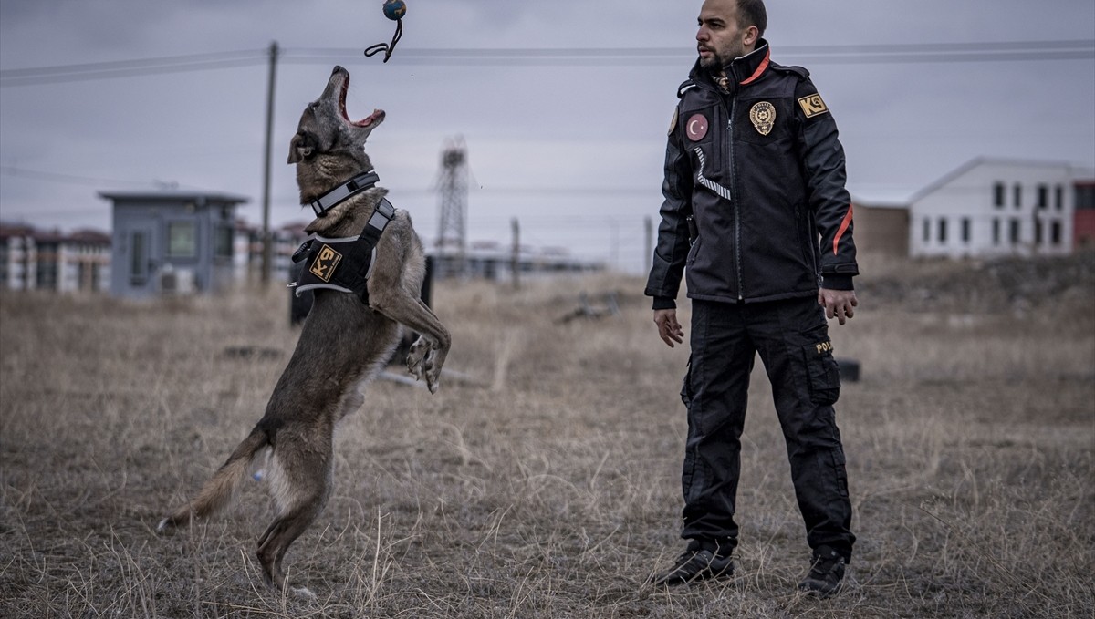 Türkiye'nin sayılı kadavra köpeklerinden Melo depremden cinayete ekiplerin iz sürücüsü