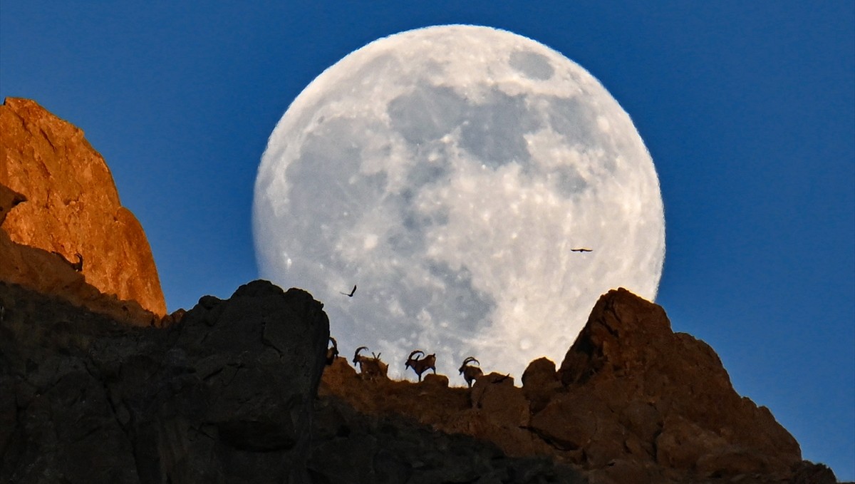 Van'da dağın zirvesindeki yaban keçileri dolunayla birlikte görüntülendi