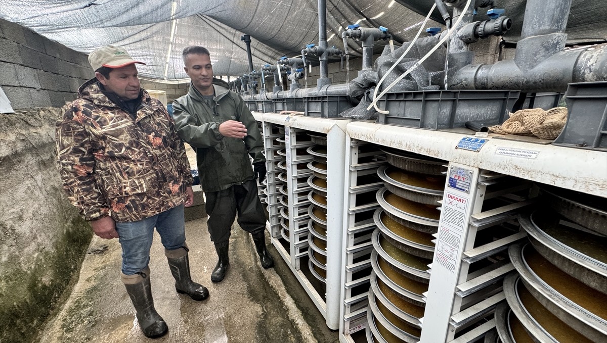 Van'daki tesislerde alabalık sağımına başlandı