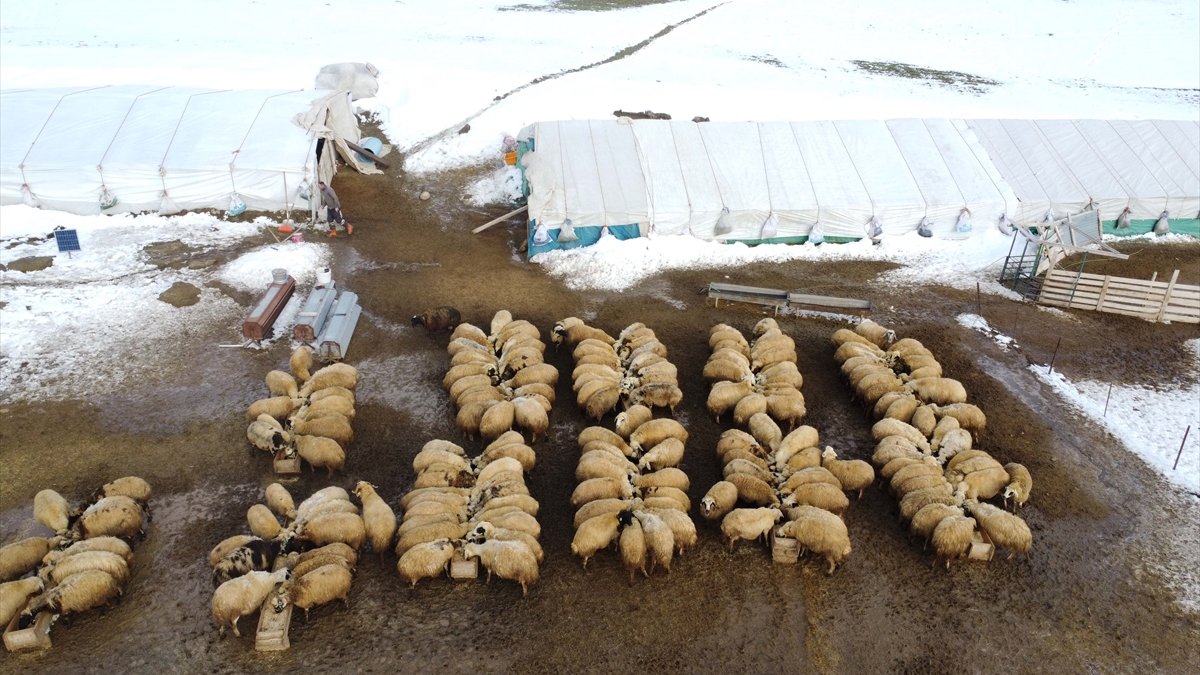 6 ŞUBAT DEPREMLERİNİN ÜÇÜNCÜ YILI - Depremden etkilenen Elazığ'da arıcı ve besiciler yaralarını devlet desteğiyle sardı