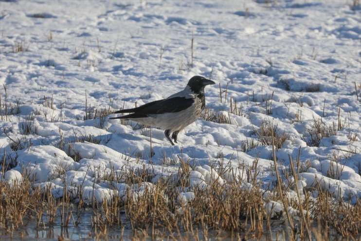 dondurucu türü yaşıyor eteklerinde Ağrı 35 kuş soğuklara Dağı