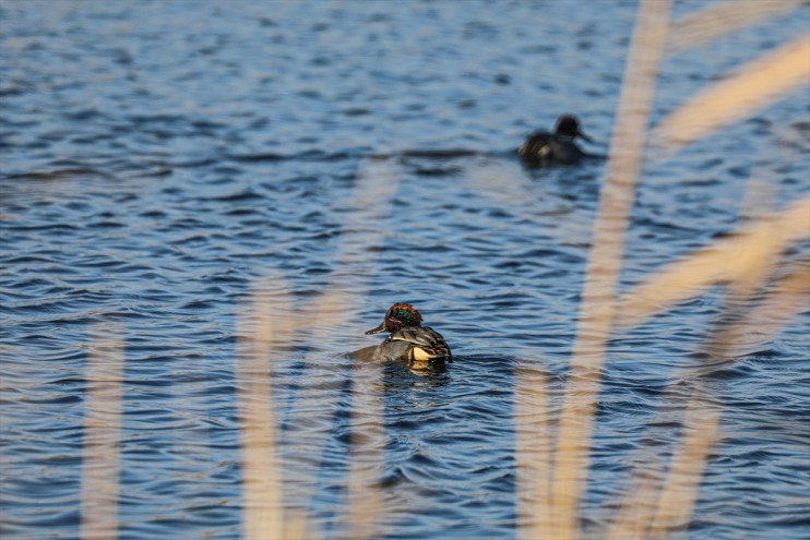 35 yaşıyor kuş türü Ağrı rağmen soğuklara Dağı