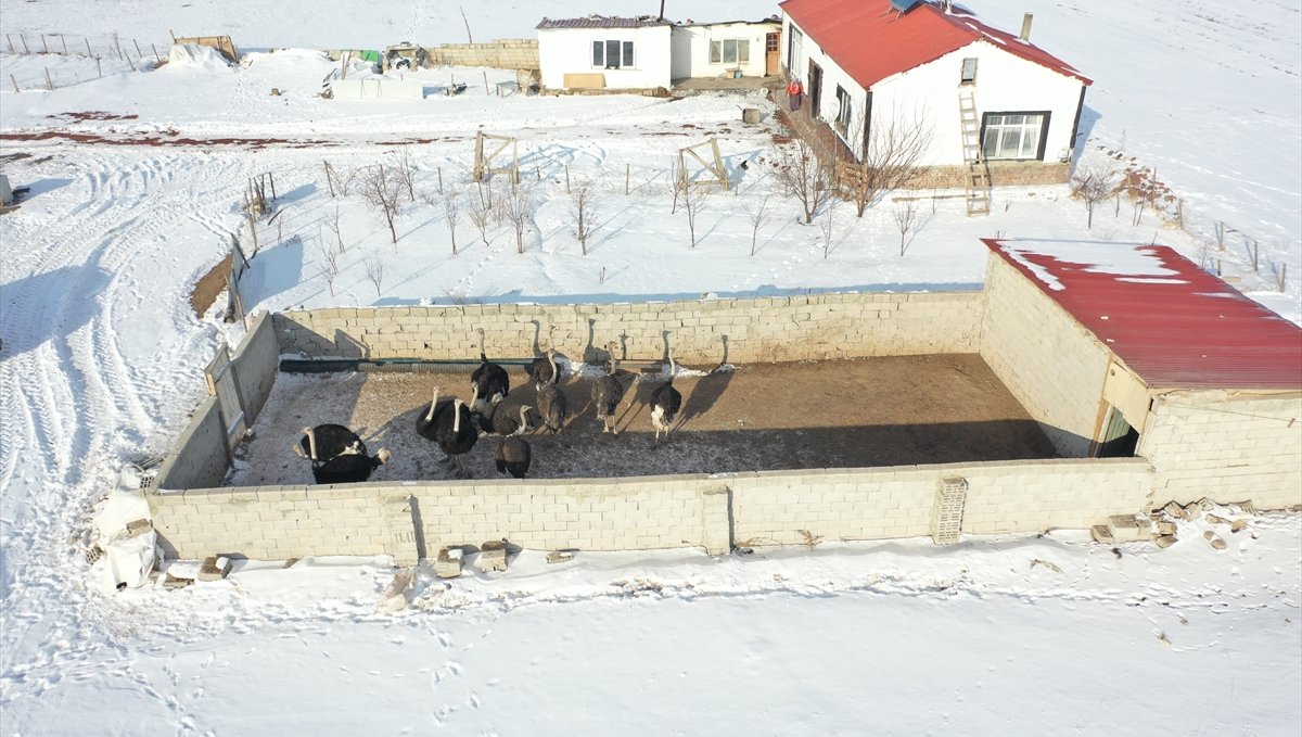 Ana vatanı Afrika olan deve kuşları Kars'ın çetin kış koşullarına uyum sağladı