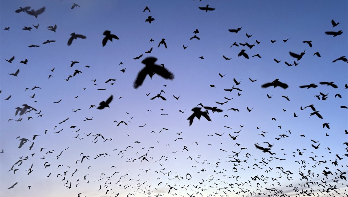Ardahan'da kuşların dansı gün batımı ile görüntülendi