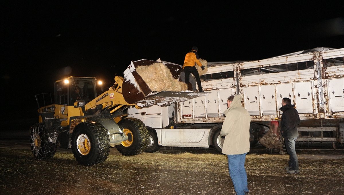 Bingöl'de tipide mahsur kalan büyükbaş hayvanlara saman desteği