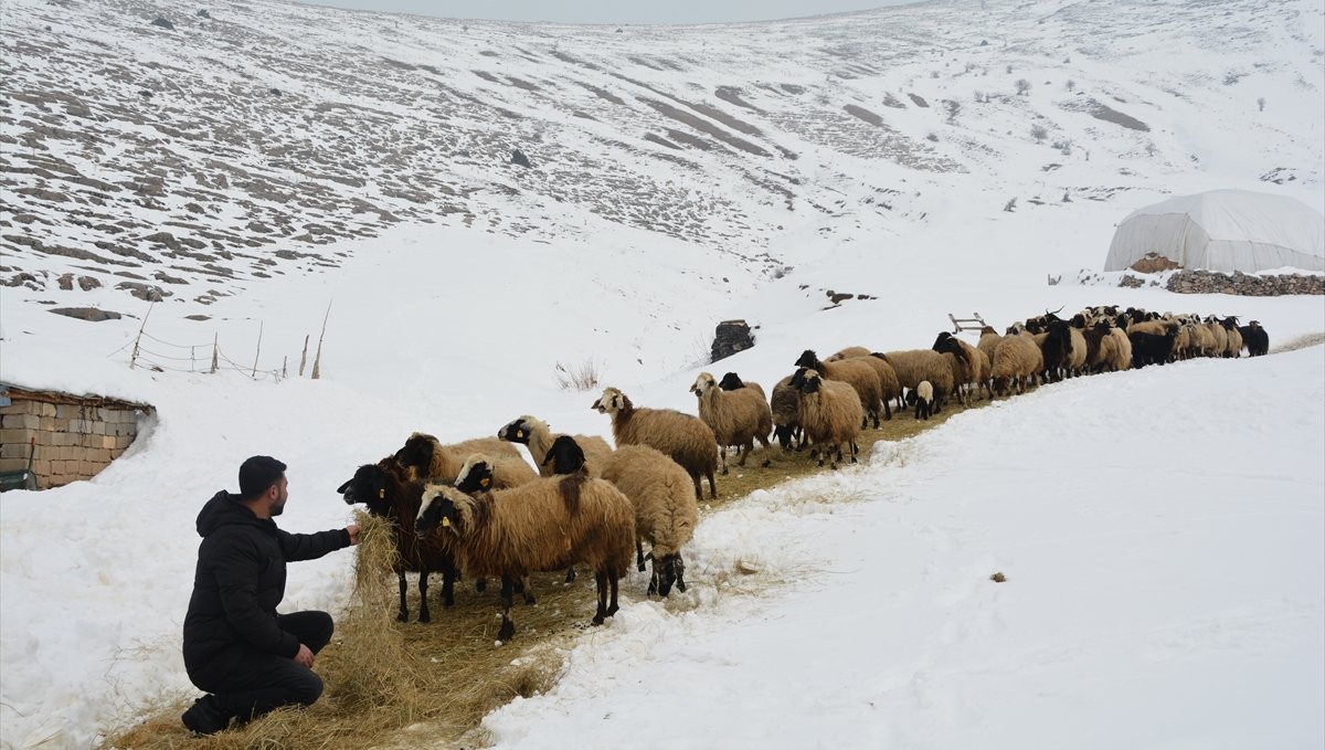 Bitlis'te kar ve soğuk havada besicilerin zorlu mesaisi sürüyor