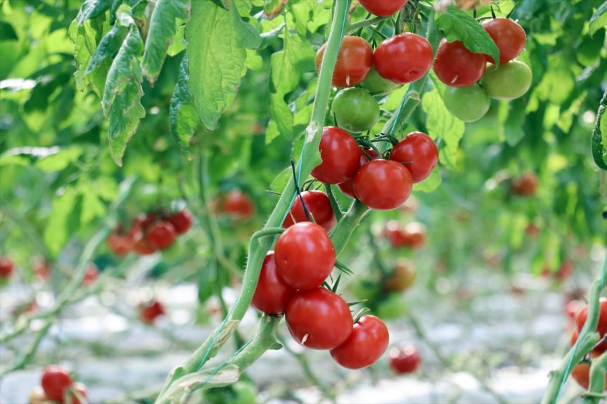 Jeotermal seralarda yetiştirilen Diyadin domateslerinden detay